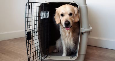 Kennel Club welcomes pet travel negotiations